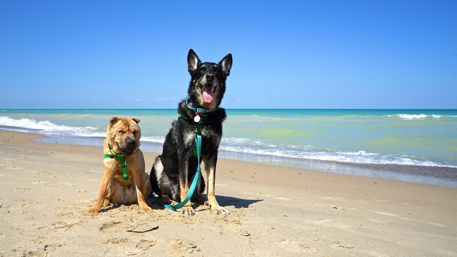 Shar-pei and German Shepherd Dog on a pet friendly beach at Indiana Dunes National Park, Indiana