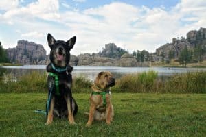 South Dakota's Top Pet Friendly Attraction: Custer State Park | GoPetFriendly.com