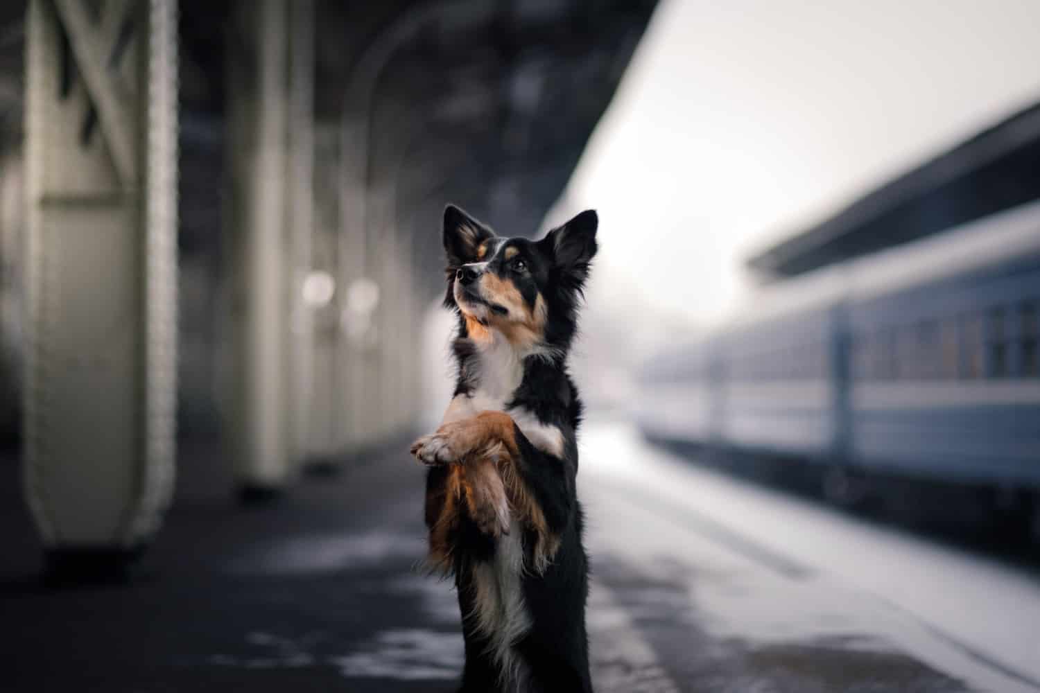 A dog in a train station waiting for a pet friendly train ride