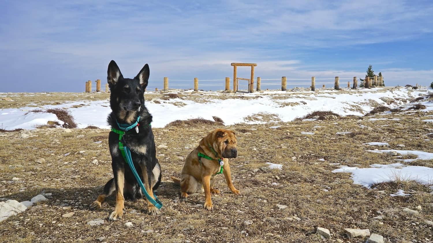 Wyoming's Top Pet Friendly Attraction: Bighorn National Forest-Medicine Wheel