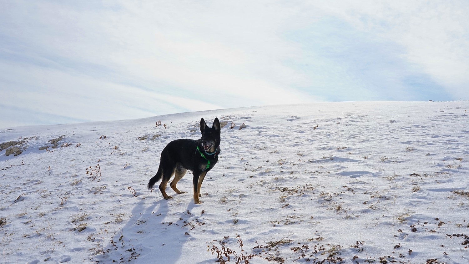 Wyoming's Top Pet Friendly Attraction: Medicine Wheel | GoPetFriendly.com