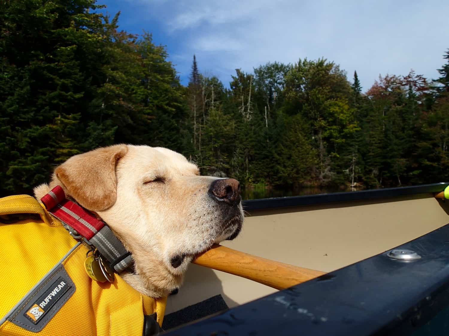 How to Safely Kayak with Your Dog  Kayaking Tips from Log Kayak Rack
