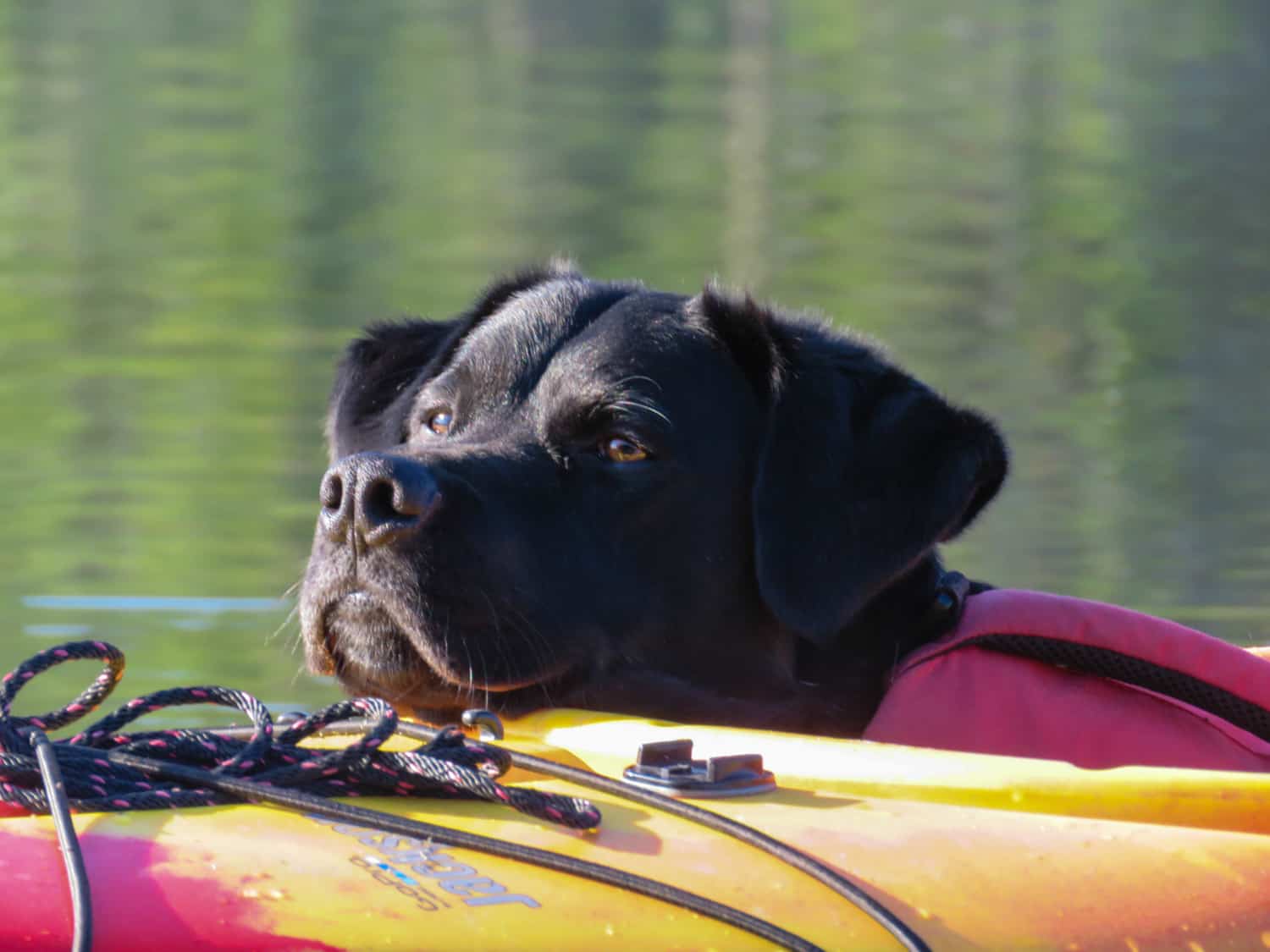 Tips for Canoeing or Kayaking with Dogs - Plan a Safe and Fun