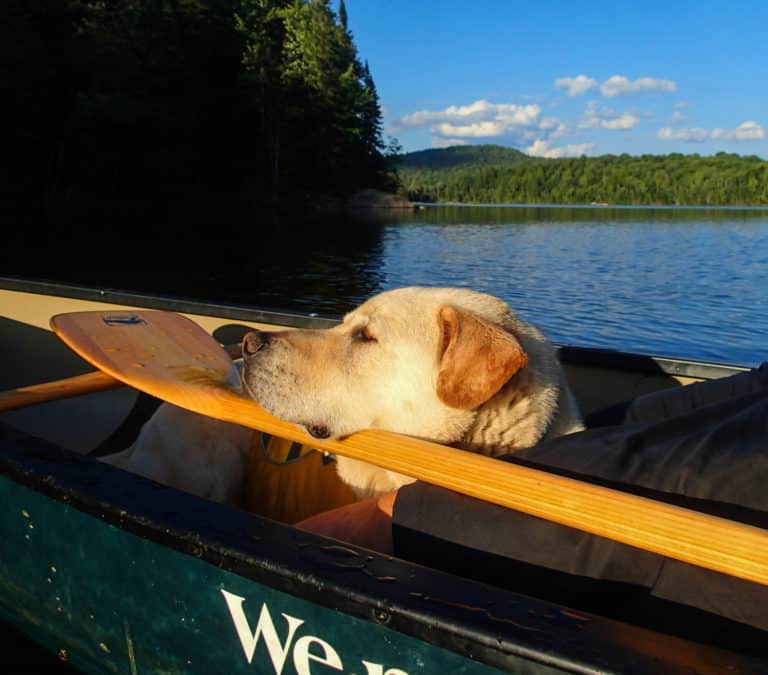 Tips for Canoeing or Kayaking with Dogs - Plan a Safe and Fun Adventure