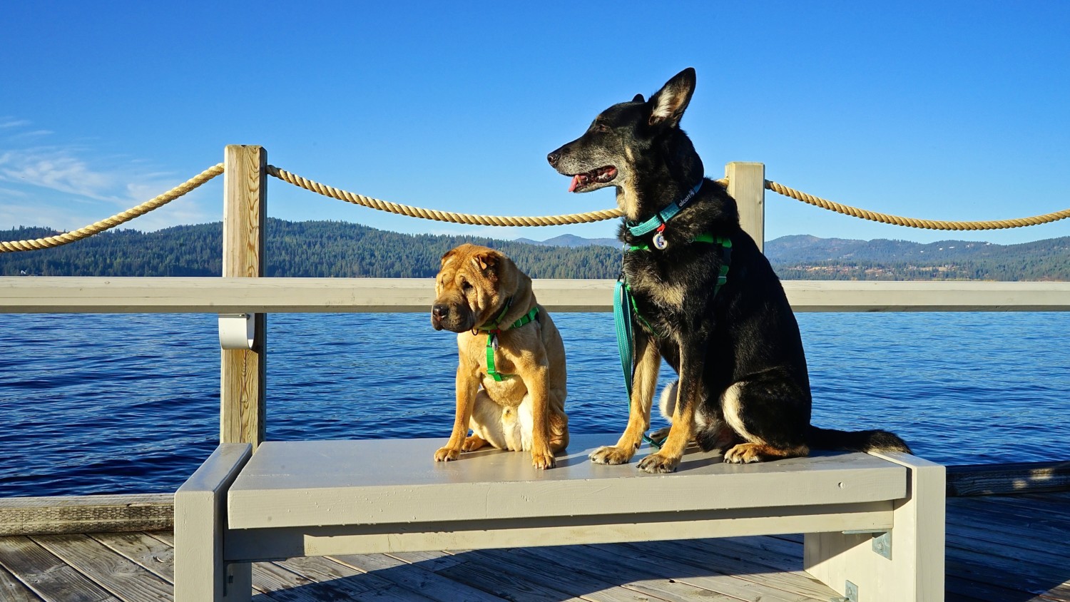 Pet Friendly Things To Do In Coeur d'Alene, Idaho