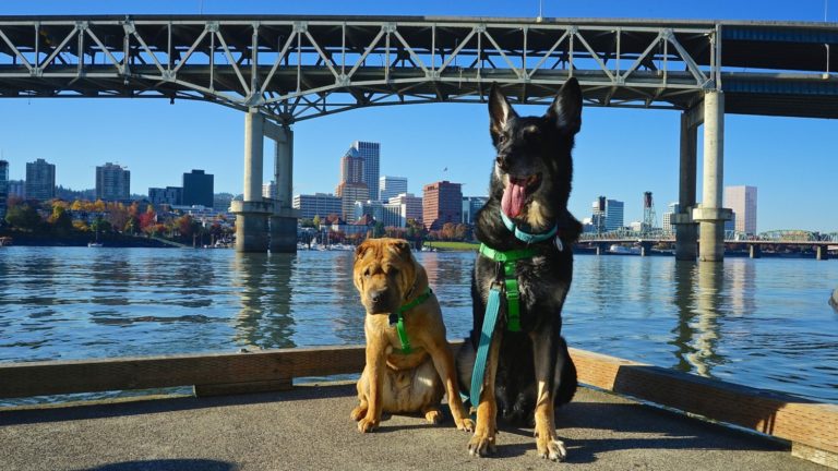 Paw-some Parking: Your Guide to Pet-Friendly Spots in Indiana