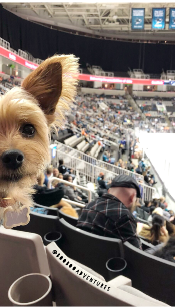 Small terrier dog at a dog friendly hockey game