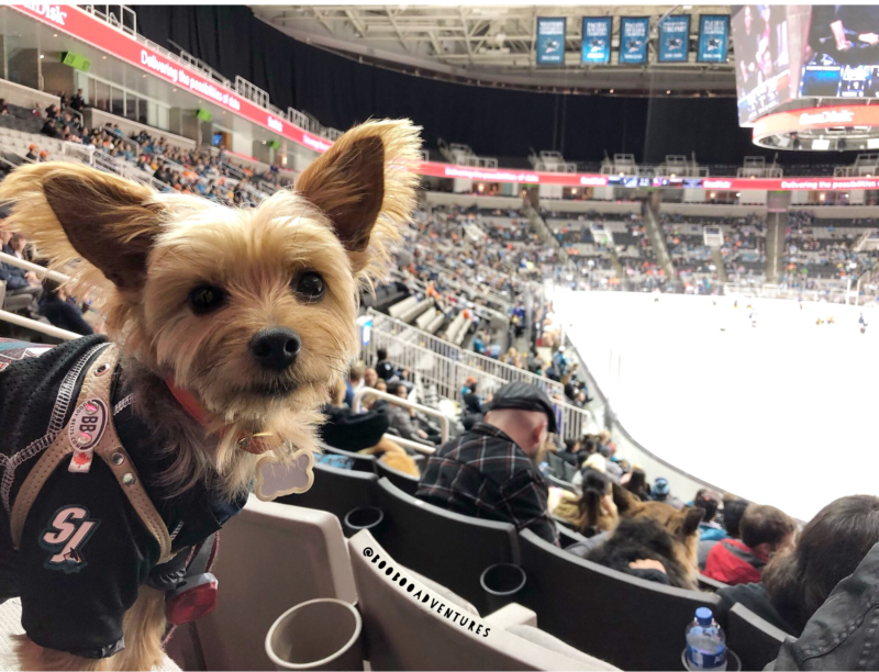 Small terrier dog at a dog friendly hockey game