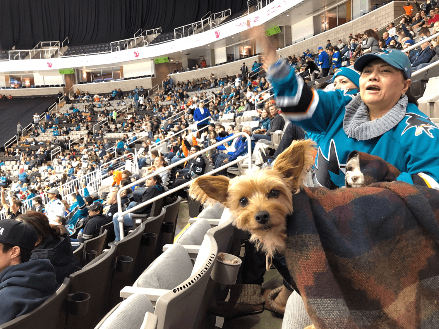 Dog Friendly Hockey Games 2017/2018 Season | GoPetFriendly.com