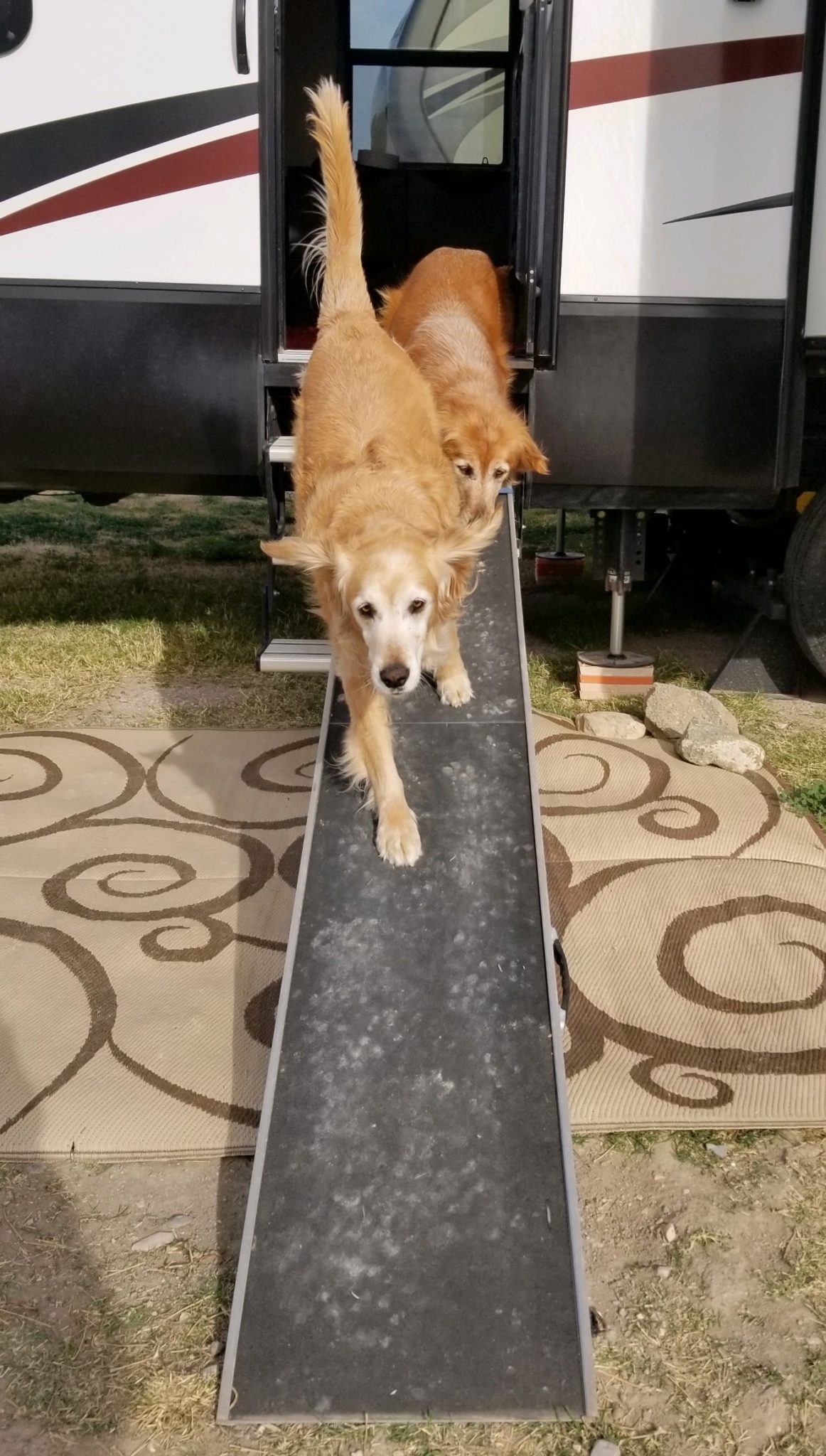 Tips For Choosing & Using An RV Dog Ramp | GoPetFriendly