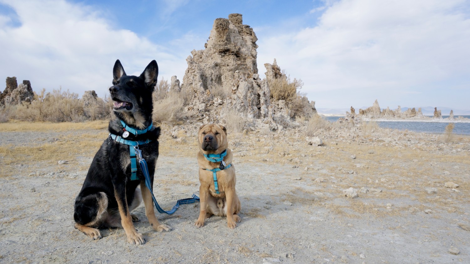 Visiting California's Mono Lake with Dogs
