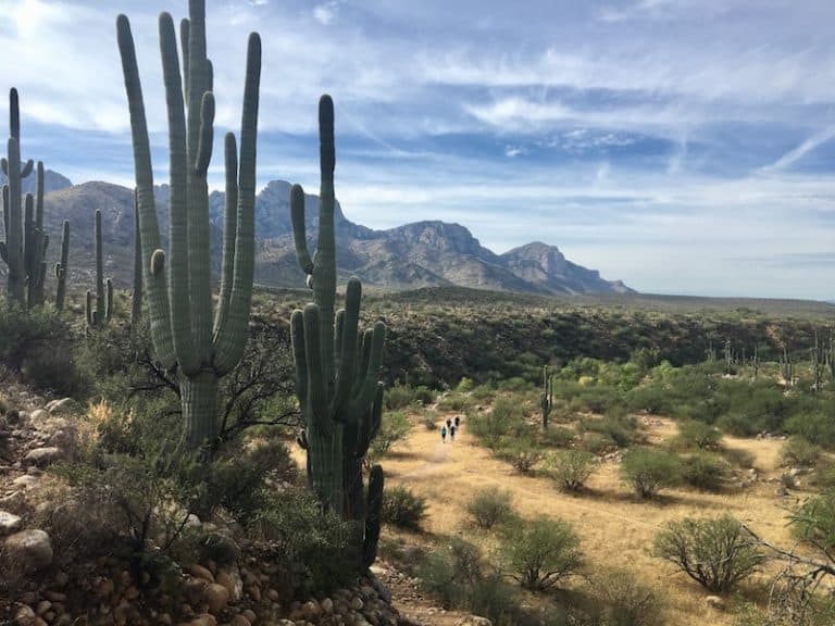 Five Dog Friendly Hikes Near Tucson - Plus Places to Eat After Your Hike