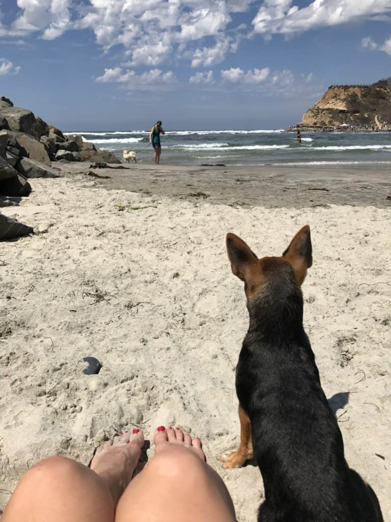 Top Dog Beaches In San Diego | GoPetFriendly