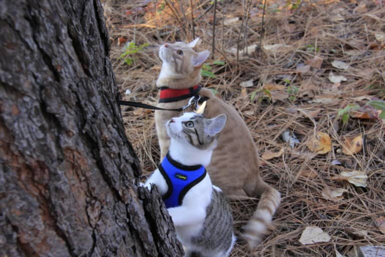 Choosing The Best Harness For Your Cat | GoPetFriendly