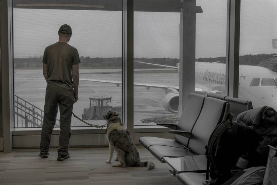 Carry-On Pet Policy by Airline: The Full Rundown