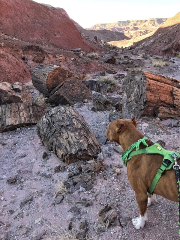 are dogs allowed in petrified forest
