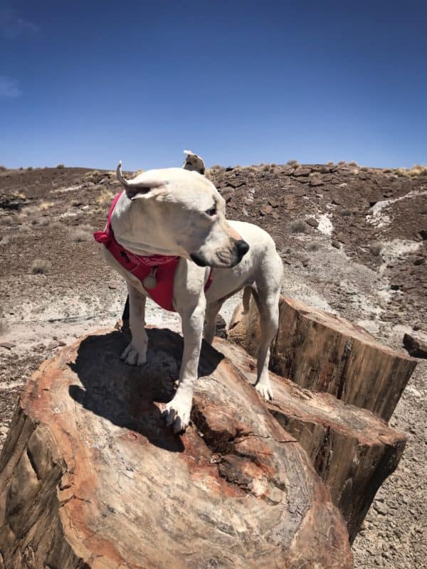 are dogs allowed in petrified forest