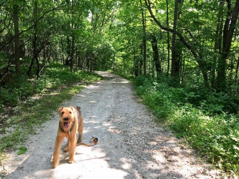 Dog Friendly Beaches Near Toronto - Sibbald Point Provincial Park