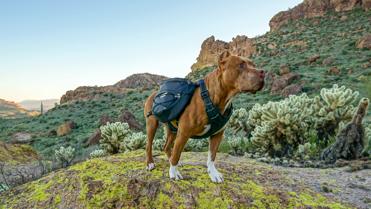 What's the Best Dog Backpack? - Trail 