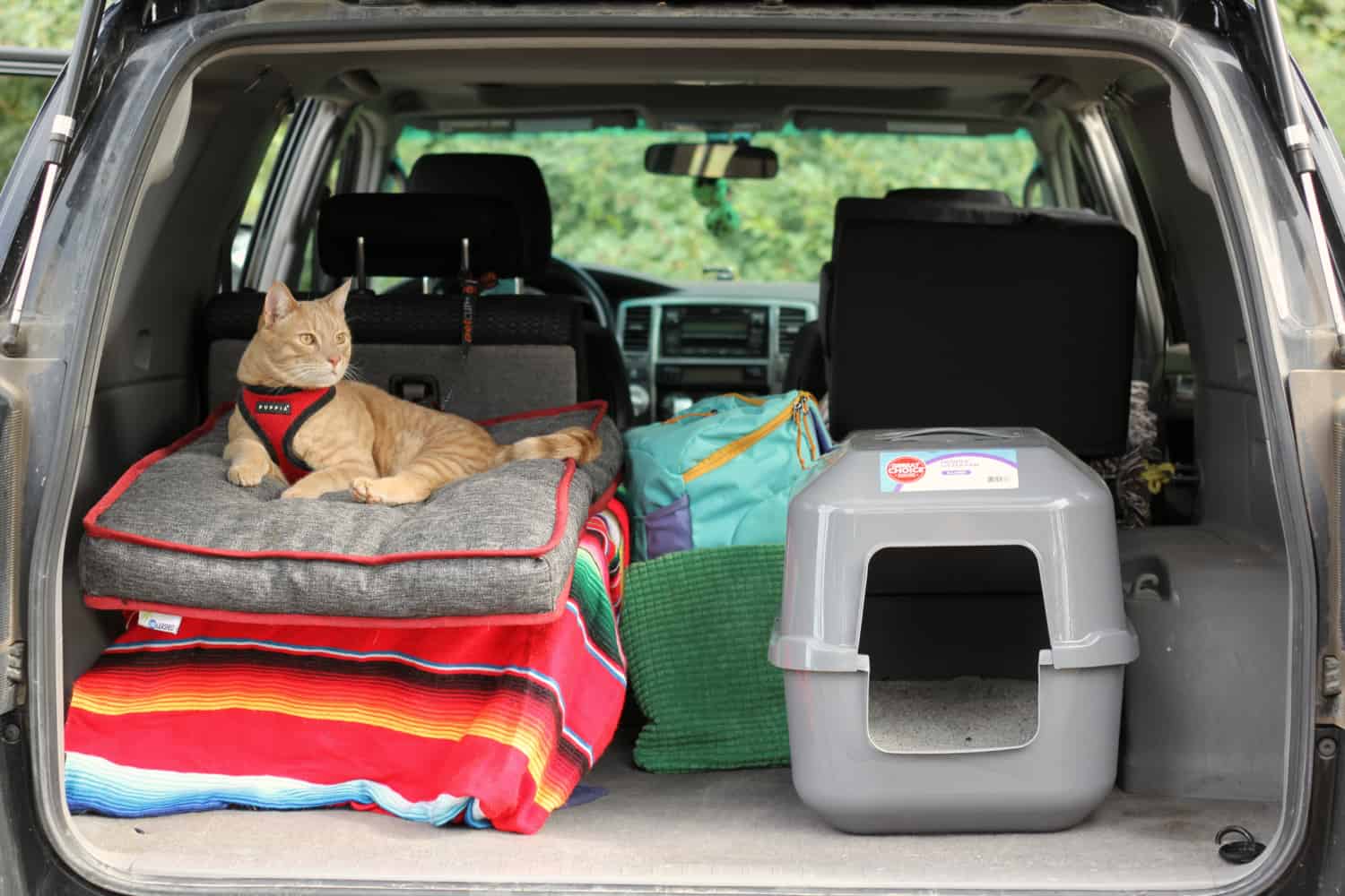 travelling with a cat by car