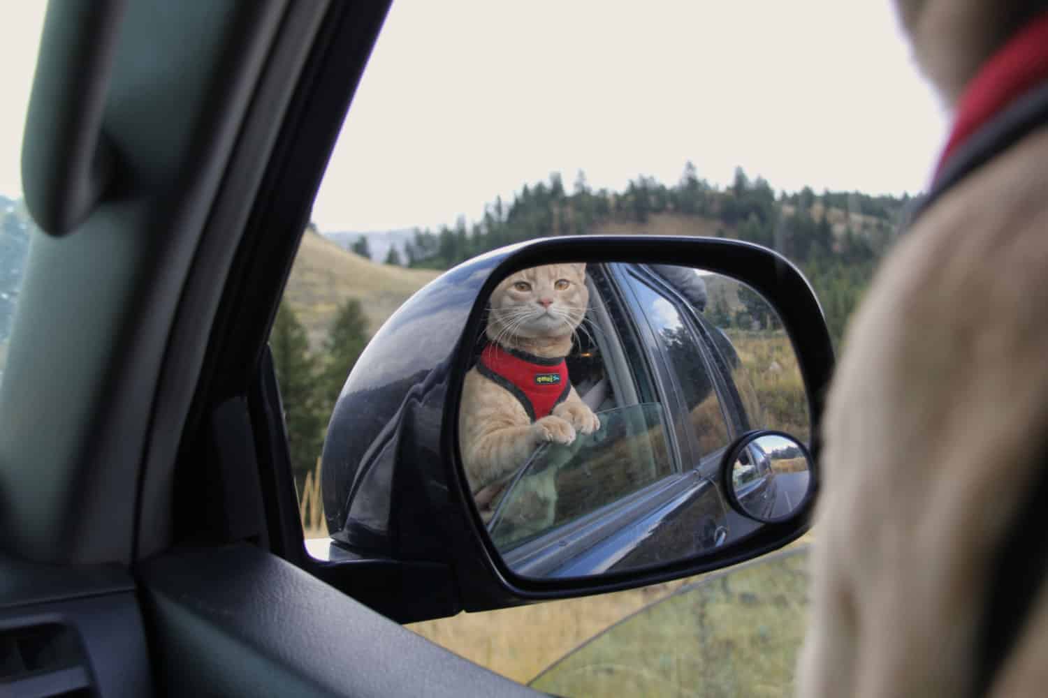 road travel with cats