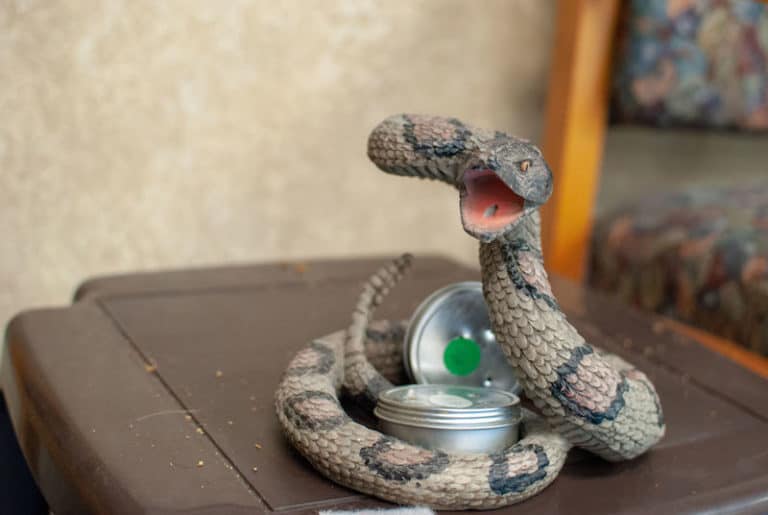 Rattlesnake Training for Dogs: Teaching Snake Avoidance