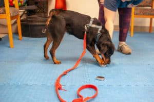 Rattlesnake Training for Dogs: Teaching Snake Avoidance