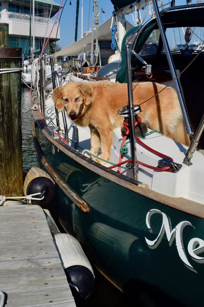 Honey the golden retriever considers jumping off the sailboat onto the dock.