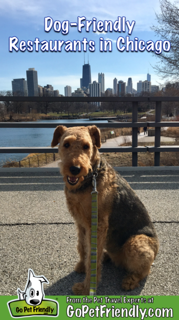 Inside Scoop: Dog Friendly Restaurants in Chicago