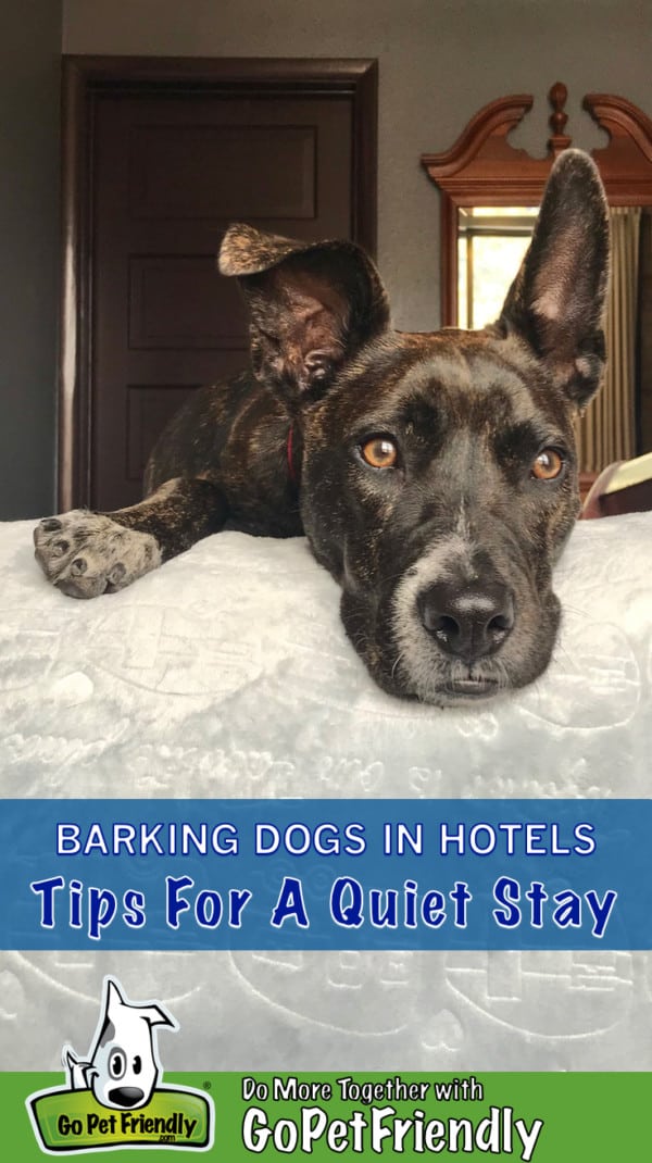what motels take dogs