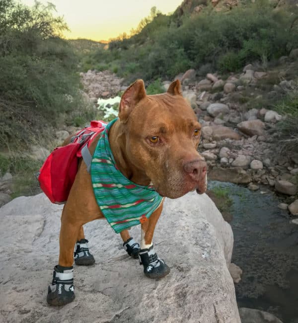 the best dog boots that stay on
