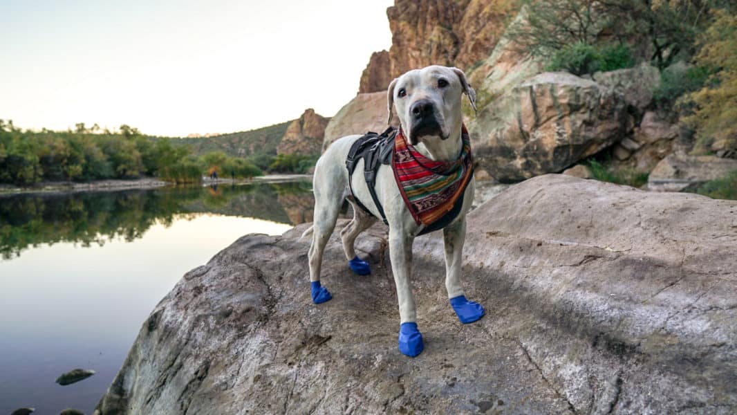 Grippers™ Non Slip Dog Socks, Dog Quality
