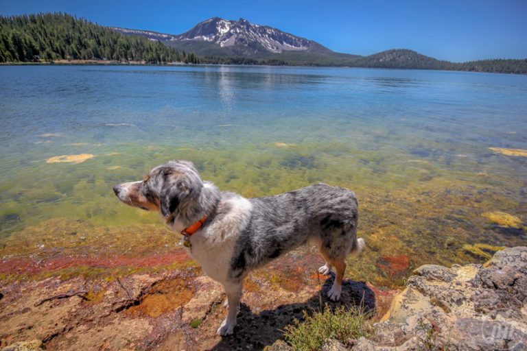 dog friendly oregon road trip