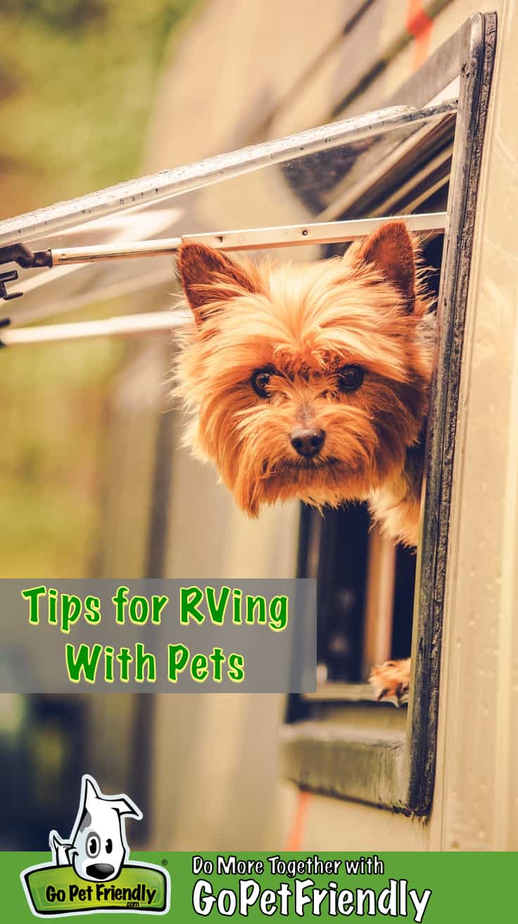 Tips For RVing With Pets