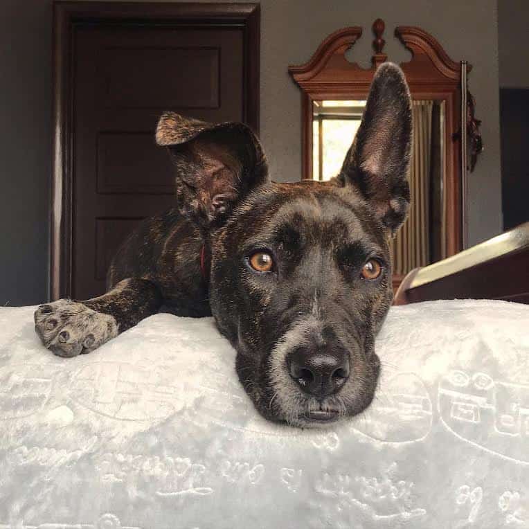 Brindle dog laying on a blanket on a bed