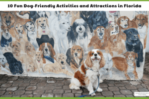 Cocker Spaniel dog, Dexter, in front of a dog mural in pet friendly Florida