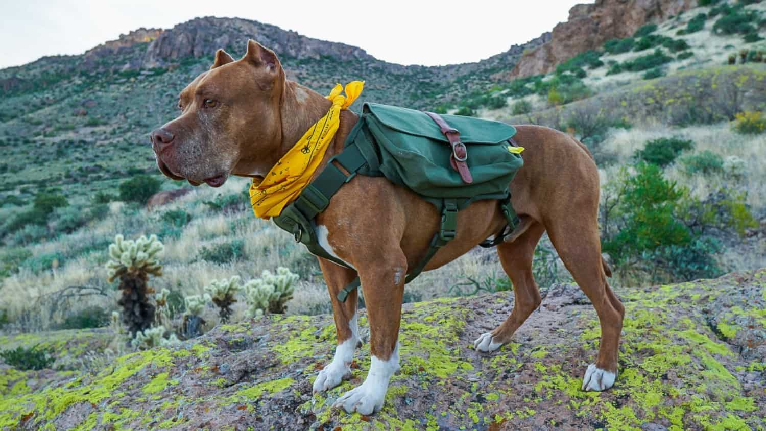 Dog wearing a green dog backpack and a yellow bandana