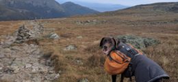 Toby the dog hiking the pet friendly Appalachian Trail in New Hampshire