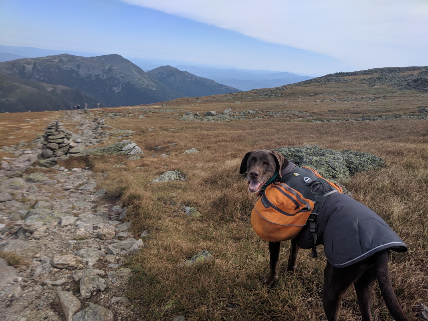 Can You Hike The Appalachian Trail With A Dog?