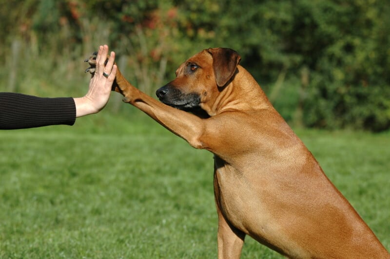 Dog giving woman a "high five"