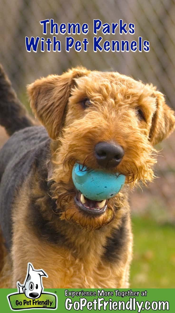 Airedale Terrier dog with ball in his mouth