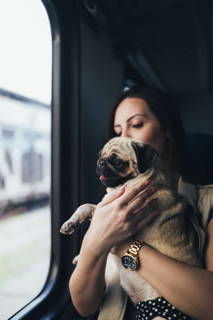 Bela jovem sentada no trem com seu pug e olhando pela janela.