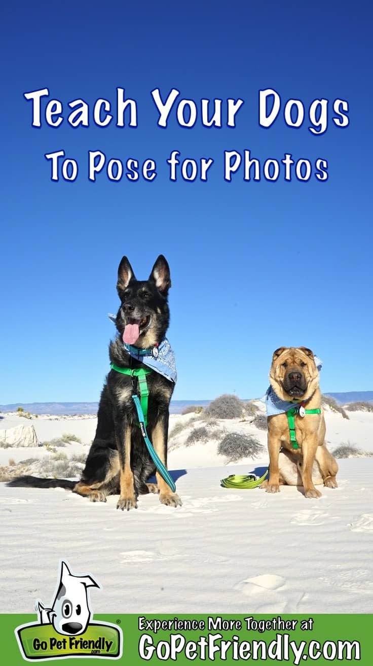 When you are ready to capture the perfect pose, the one that is worth  framing on your wall, come see me. #indypet #indypetphotographer #... |  Instagram