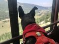 Brindle dog in a red harness admiring a mountain view from a scenic train ride in Leadville, CO