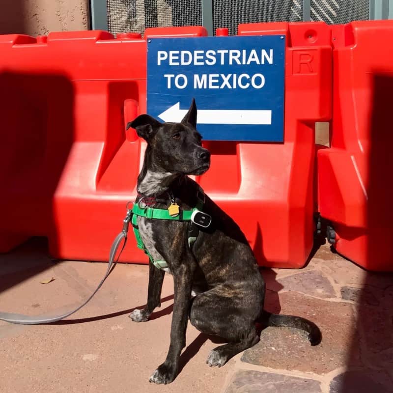 can i take my dog to mexico from usa