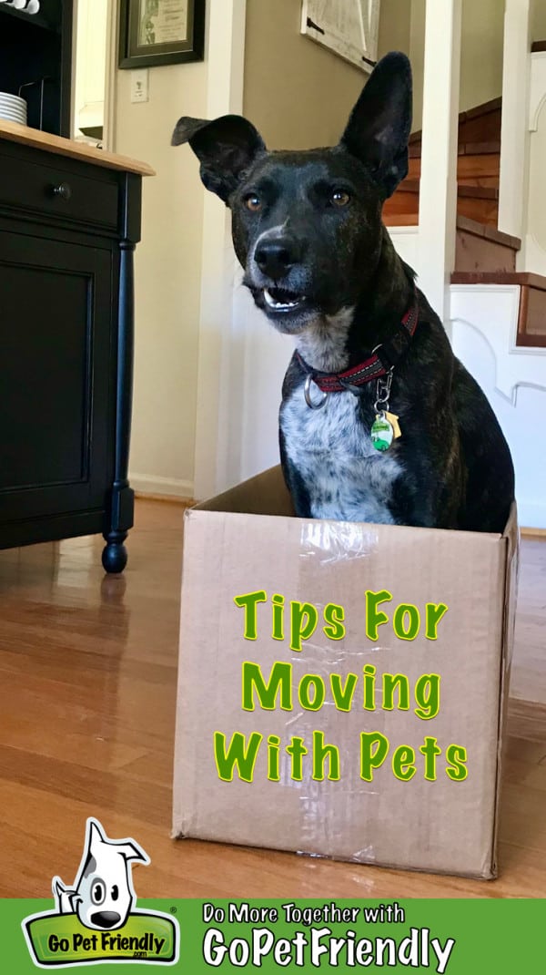 funny moving dog pictures
