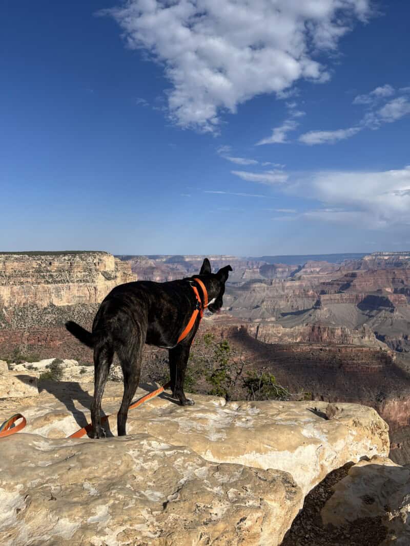 Brindle dog on a rock outcropping at Grand Canyon National Park