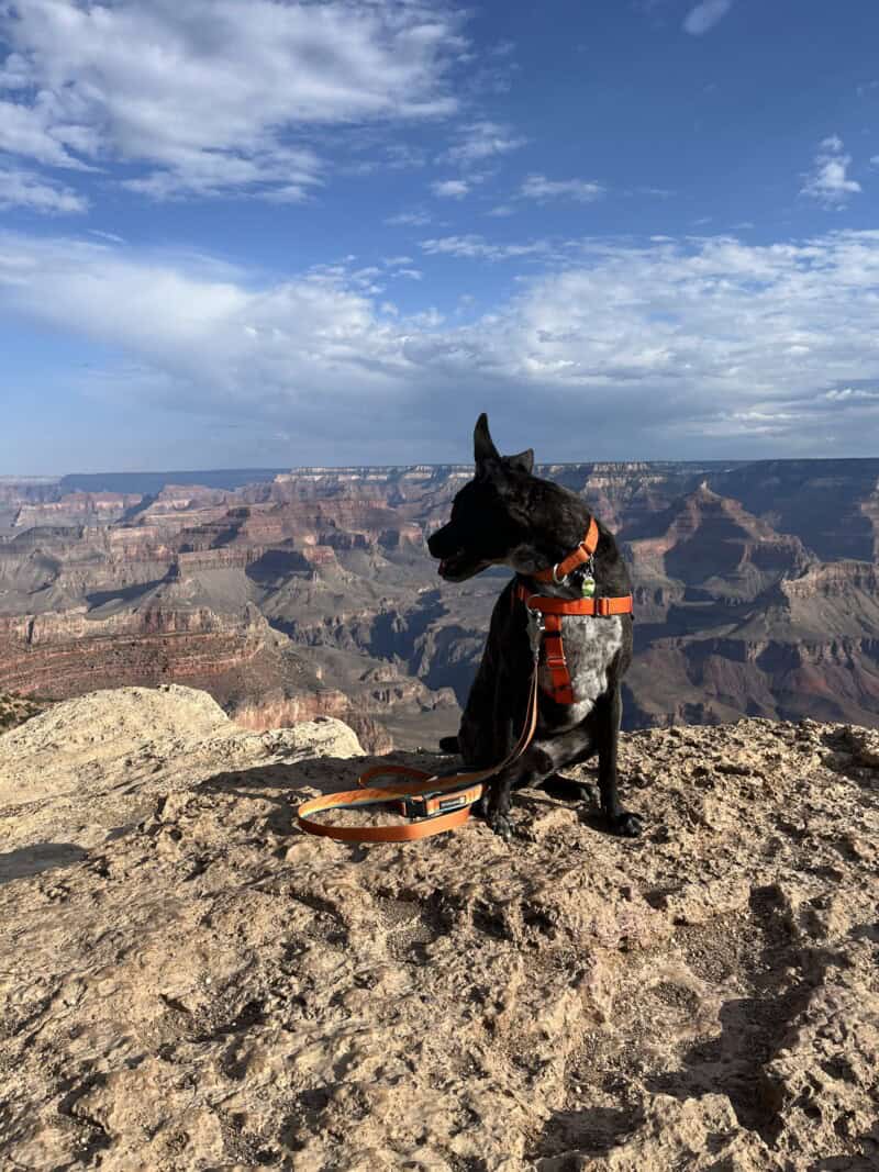 Brindle dog on a rock outcropping at Grand Canyon National Park