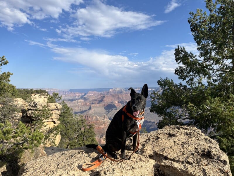 Brindle dog on a rock outcropping at Grand Canyon National Park