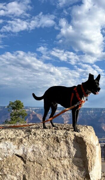 Brindle dog on a rock outcropping at Grand Canyon National Park